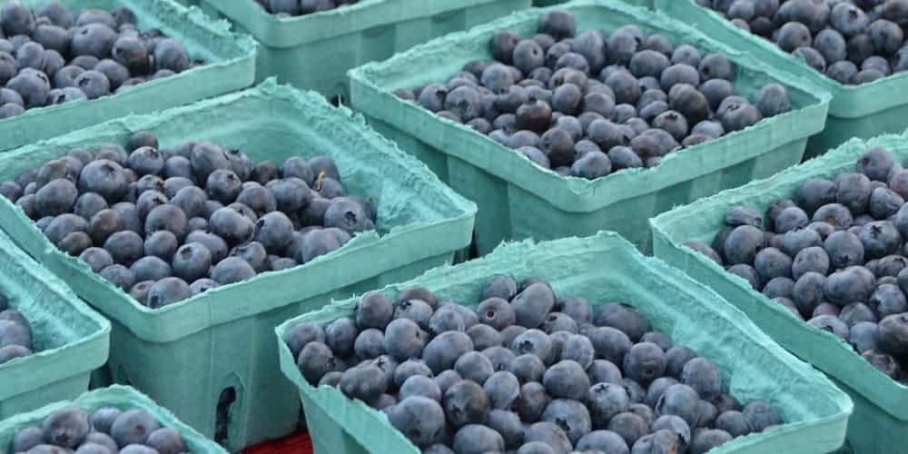blueberry blueberry